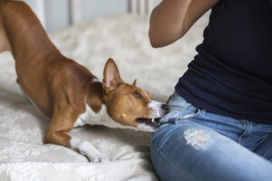 How Petrov Law Firm Can Help You With Your Dog Bite Injury Case in Escondido
